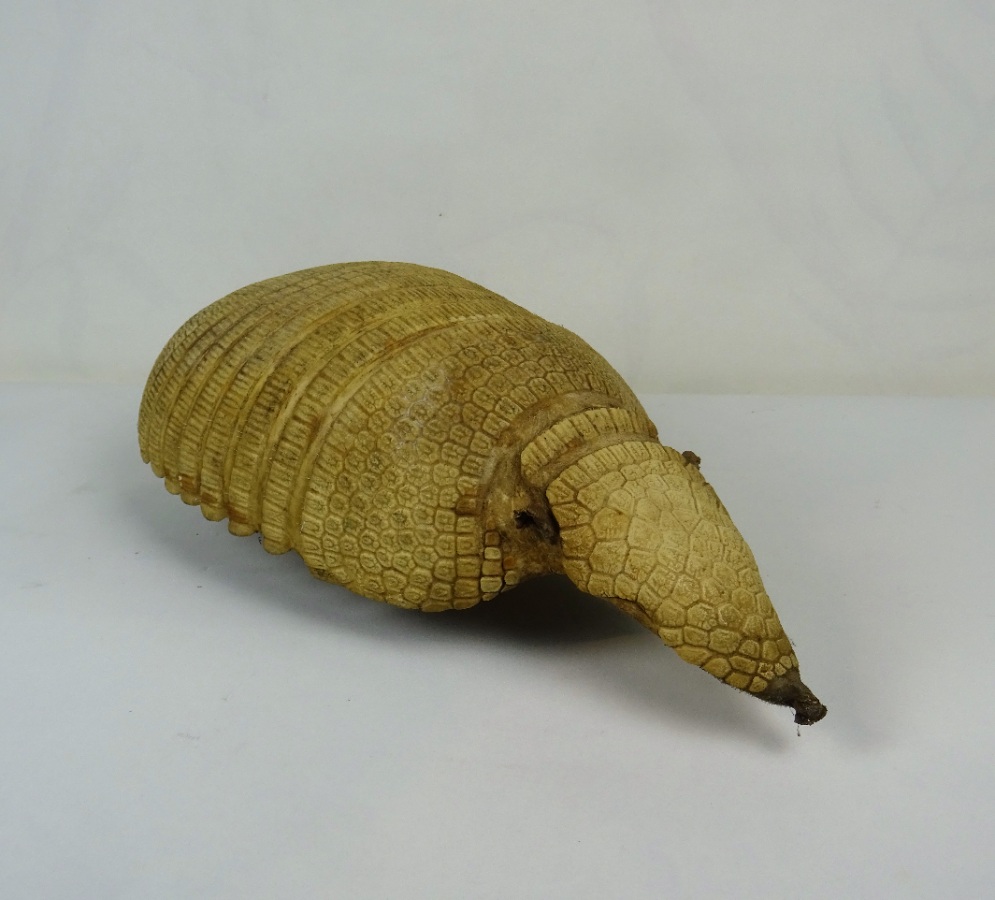 Taxidermy Armadillo Shell